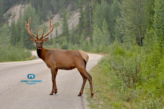 Especies Cinegéticas