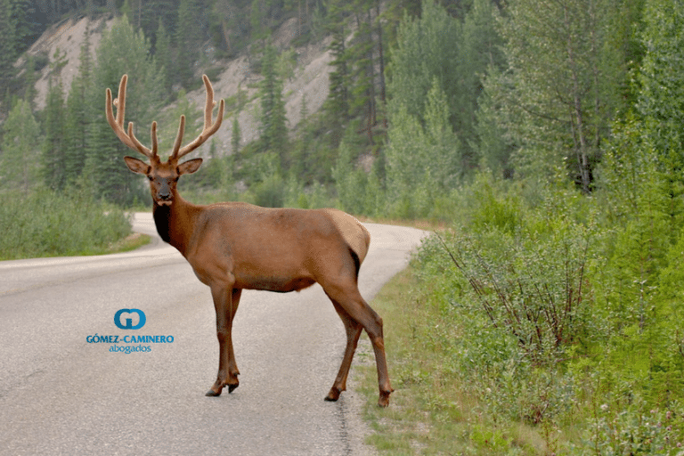 Especies Cinegéticas