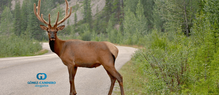 Especies Cinegéticas